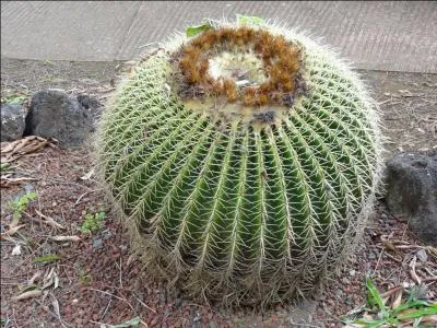 Dernire question ! Quel est l'autre nom de l'chinocactus ?