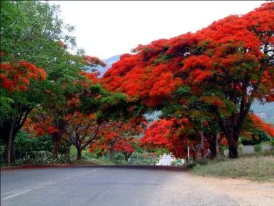 Quel est cet arbre, originaire de Madagascar, qui donne une floraison rouge vif trs spectaculaire ?