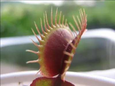 Quelle est cette impressionnante plante carnivore ?