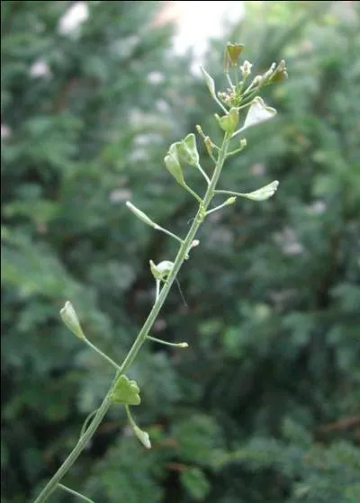 Comment s'appelle cette plante herbace qui a des fruits en forme de coeur ?