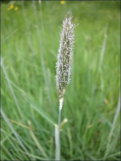 Quelle gramine doit son nom  son pi rappelant la queue d'un renard ?