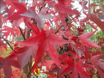 Le liquidambar a des feuilles, en forme d'toiles, qui deviennent pourpres en automne. Avec quel arbuste partage-t-il la mme famille ?