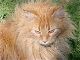 Comment est mort Cur de Lion ?