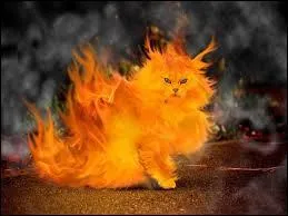 Etoile de Feu a perdu une vie  cause de/d' :