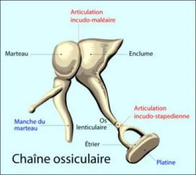 On se demande bien ce que les os de l'oreille humaine ont  voir avec le cheval !