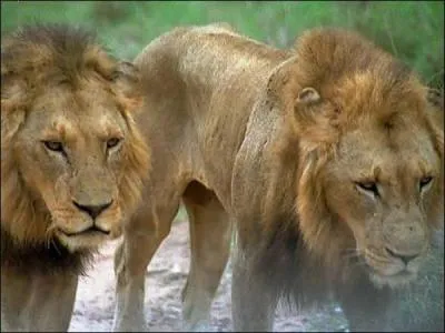 Roi de la savane, c'est un gros fainant qui passe 20 h par jour  dormir :