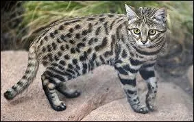 C'est le plus petit des flins du monde, son nom scientifique est Felis nigripes :