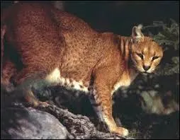 Ce flin rare et trs secret passe ses journes  dormir dans un arbre :