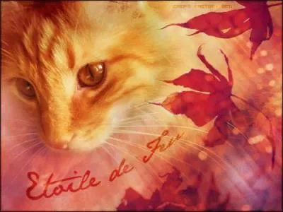 Comment est toile de Feu ?