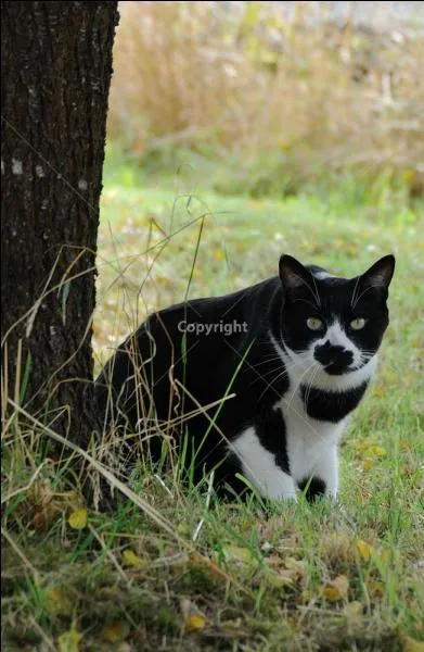 Combien ont de lunes les chatons de Douce Brise quand Petit Bleuet ouvre les yeux ?