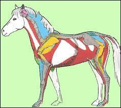 Le poids moyen des muscles du cheval reprsente :