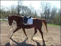 L'endroit idal pour longer un cheval est :