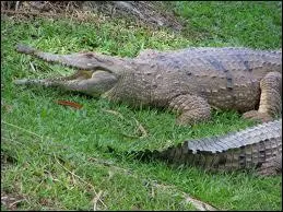 Ce petit crocodile australien d'eau douce, le crocodile de Johnston, a lui aussi une particularit !