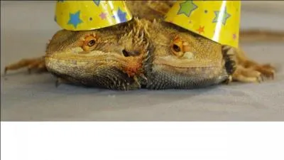 Ce lzard  cornes du Mexique, grand amateur de fourmis, a lui aussi des prdateurs, en cas d'attaque, il utilise une curieuse mthode pour se dfendre !