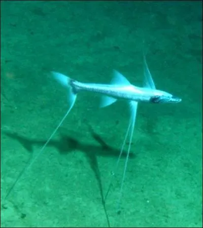 Le poisson tripode des grandes profondeurs marines, a bien entendu lui aussi une spcialit !