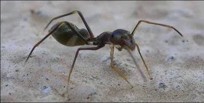 Quel animal voyez-vous sur cette photo ?