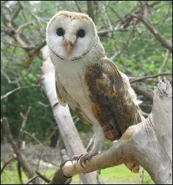 Hulotte, effraie, lapone !