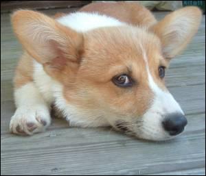 Quel est cette animal ?