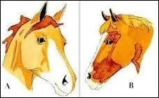 Quel est le nom de chacune de ces marques blanches ?