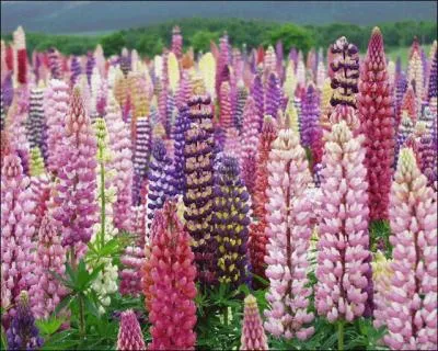 De quel animal cette fleur, le lupin, tire-t-elle son nom ?