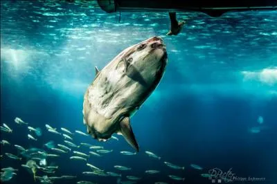 Ecarquillez bien vos yeux, agrandissez la photo, et trouvez le nom de cet animal !