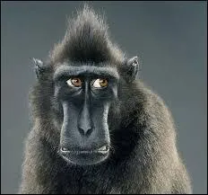 Quel verbe irrgulier ne convient pas dans cette liste ? Je suis triste, le quiz est fini.