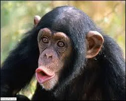 Quel adjectif ne correspond pas avec son contraire ? J'espre que la question n'est pas trop  boring mais exciting .