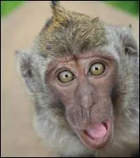 Quel animal ne correspond pas avec sa traduction ? J'espre que ce n'est pas moi !