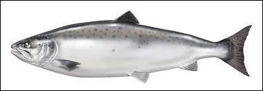 Lequel de ces personnages aurait d tre jouable dans Tekken 3, mais a t abandonn  la dernire minute ?