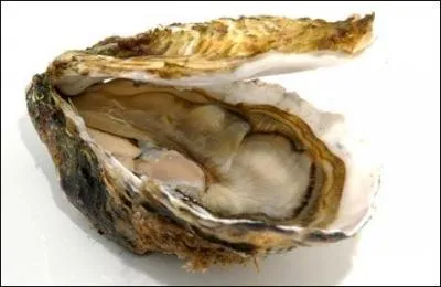 Ostriculture. Plate, creuse, perlire !