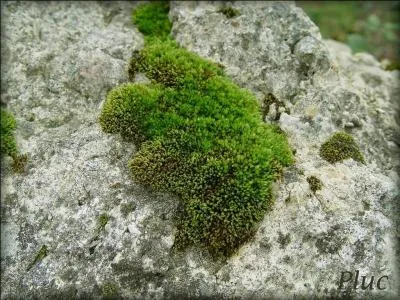 Marin, au chocolat !