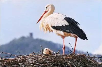 La cigogne :