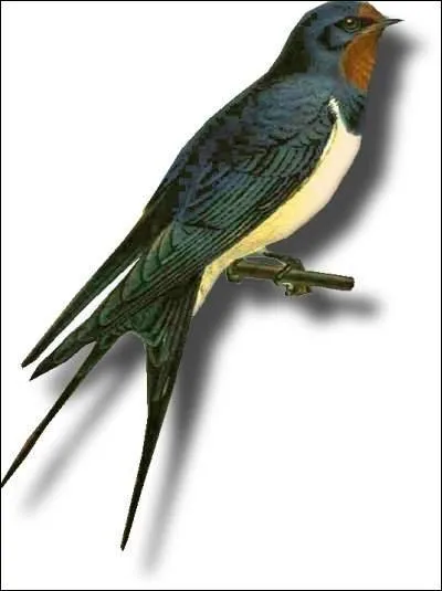 L'hirondelle :
