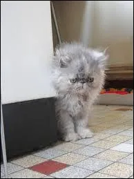 Quelle est la race de ce chat trop mignon ?