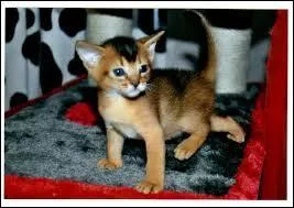 Quelle est la race de ce chat trop mignon ?