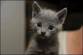 Quelle est la race de ce chat trop mignon ?