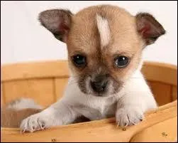 Quelle est la race de ce chiot trop chou ?