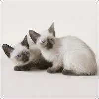 Quelle est la race de ces chatons ?