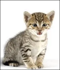 Quelle est la race de ce chaton ?