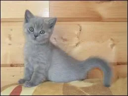 Quelle est la race de ce chaton ?