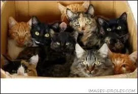 Qui est l'anctre des chats ?