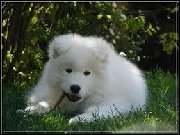 Quelle est la race de ce chiot trop mignon ?