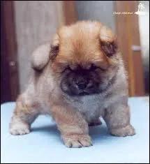 Quelle est la race de ce chiot trop mignon ?