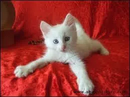 Quelle est la race de ce chat trop mignon ?