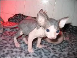 Quelle est la race de ce chat pas du tout mignon ?