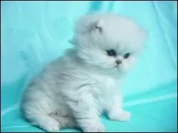 Quelle est la race de ce chat trop mignon ?