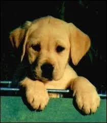 Quelle est la race de ce chiot trop mignon ?