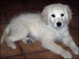 Quelle est la race de ce chiot trop mignon ?