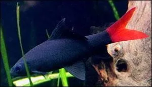 Quel est ce poisson ?