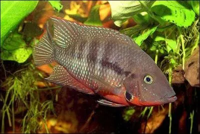 Quel est ce poisson ?